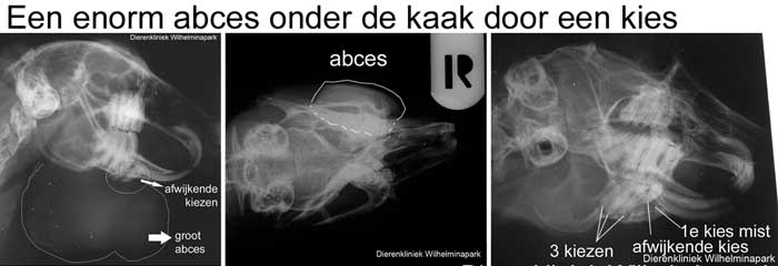 Het grote abces is te zien, de 2e kies is afwijkend de 1e ontbreekt